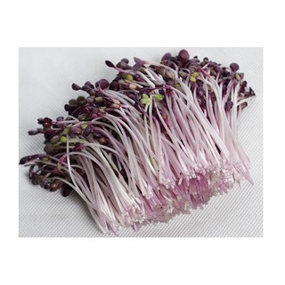Hạt giống Rau Mầm Cải Malady - 1Kg - Thế Giới Rau Mầm _thegioiraumam.com