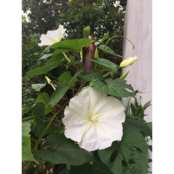 Hạt giống hoa Chom Chan 50 Hạt