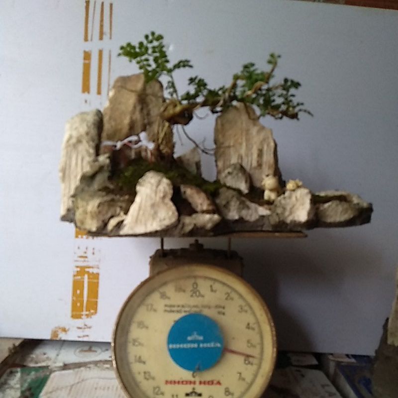 Tiểu cảnh trồng bonsai-đá thấm thủy