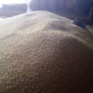 [Siêu rẻ] 2kg bắp nếp trắng Phơi khô/ NGÔ BẮP TRẮNG (NẾP) DÙNG NẤU XÔI HAY LÀM BẮP HẦM