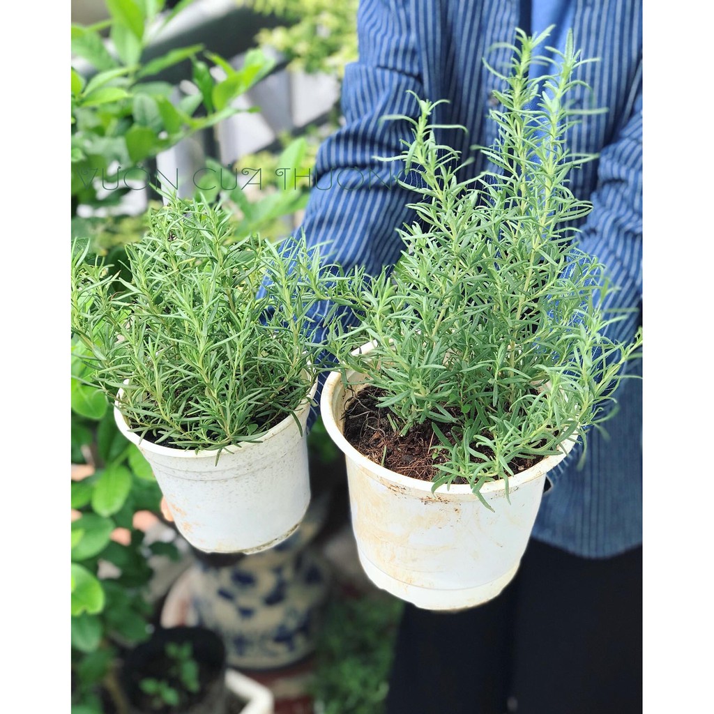 Cây Hương Thảo - Rosemary