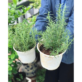 Cây Hương Thảo - Rosemary