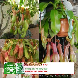 HẠT GIỐNG CÂY NẮP ẤM CÂY BẮT RUỒI CÂY SĂN MỒI