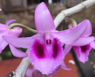 Hoa phi điệp giống
