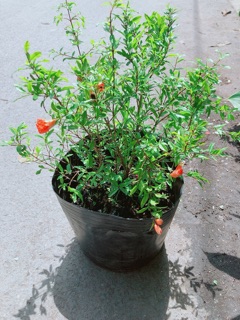 Cây Lựu Cho Sai Trái