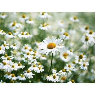 Hạt giống hoa cúc hoạ my giống zin cao cấp