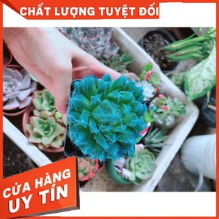 Sen đá dạ quang xanh lam sen đá kim cương