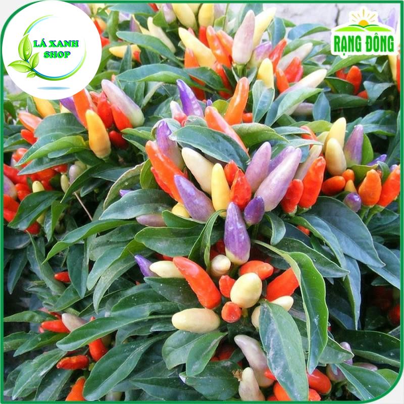 Hạt giống Ớt Ngũ Sắc Trái Sai, Trồng Quanh Năm, Ớt Ăn Được hoặc Dùng Làm Kiểng - Hạt Giống Rạng Đông