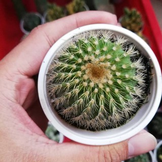 xương rồng kim huỳnh vàng