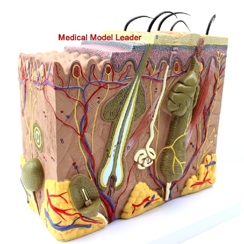 Mô Hình Giải Phẫu Da - Mô Hình Da - Mô Hình Cấu Tạo Da 3D