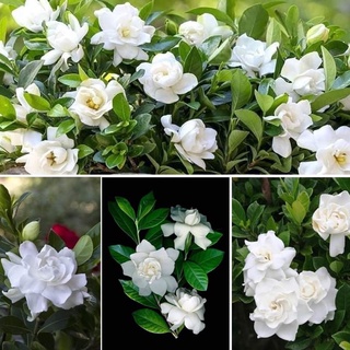 Cây giống Bạch thiên hương