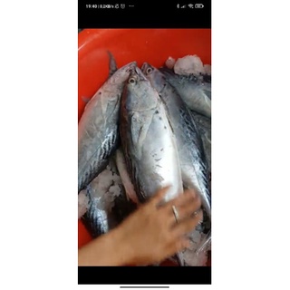 CÁ NGỪ NGUYÊN CON 150K/KG