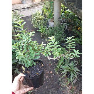 cây ổi sẻ bonsai mini