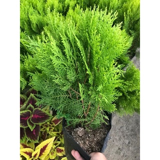 Cây Trắc Bách Diệp
