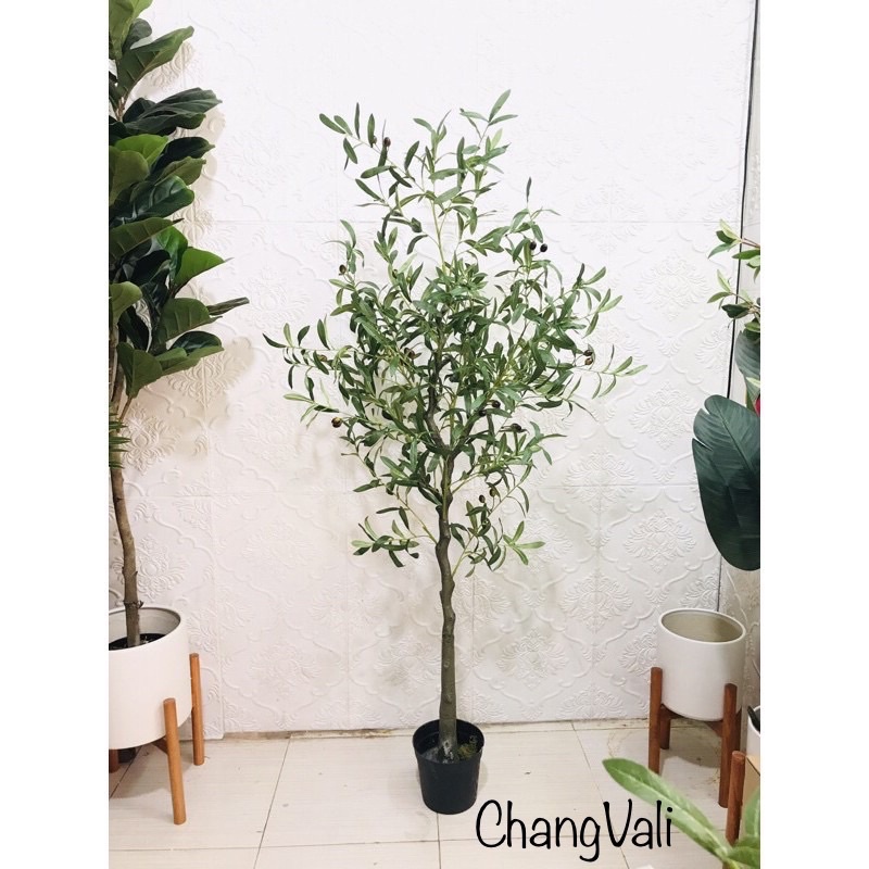 Cây Ô liu, Oliu ,Olive -loại cao cấp cao 1,3m ,1,7m decor sang chảnh