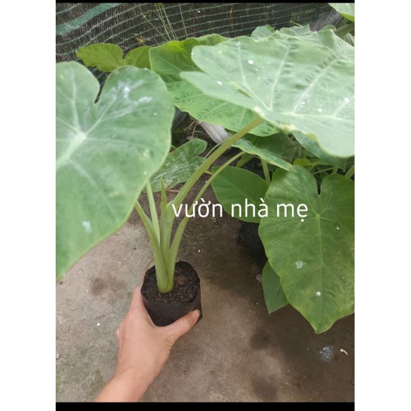 Cây bạc hà nấu canh