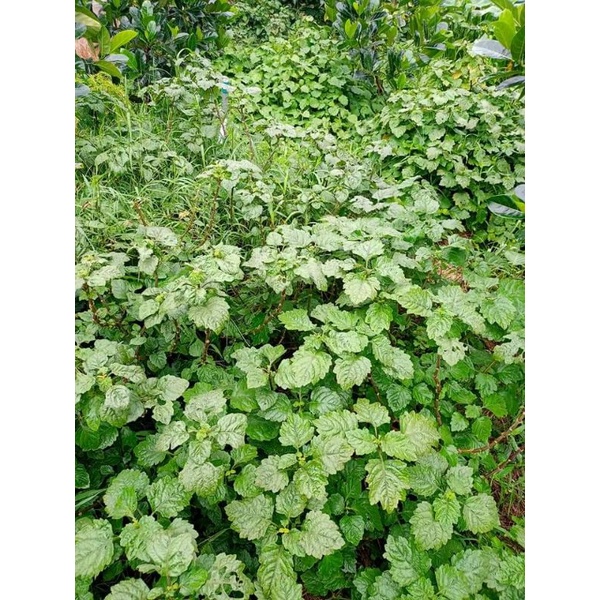 Lá hoắc hương dùng để đun nước gội đầu.hàng đẹp.sạch