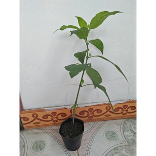 2 bầu Cây giống Cẩm Tím Nhật