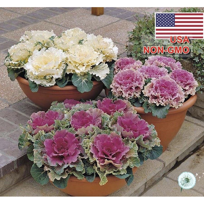 Hạt Giống Cải Bắp, Cải Sa Mạc Hoa Hồng Mix Nhiều Màu | SL: 30 HẠT