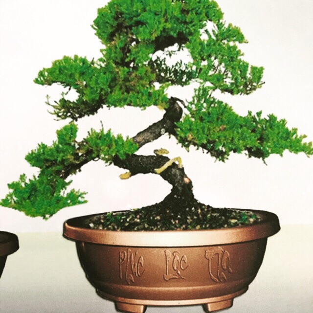 Chậu bonsai lớn 48cm