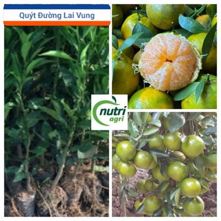 Cây Quýt Đường Lai Vung Trồng Chậu