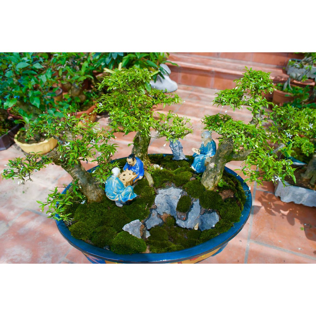 RÊU NHUNG BÁN CẠN - TRỒNG TIÊU CẢNH BONSAI HỒ BÁN CẠN THUỶ SINH | HÀNG DƯỠNG ĐẸP FULL LÁ NƯỚC XANH THẪM