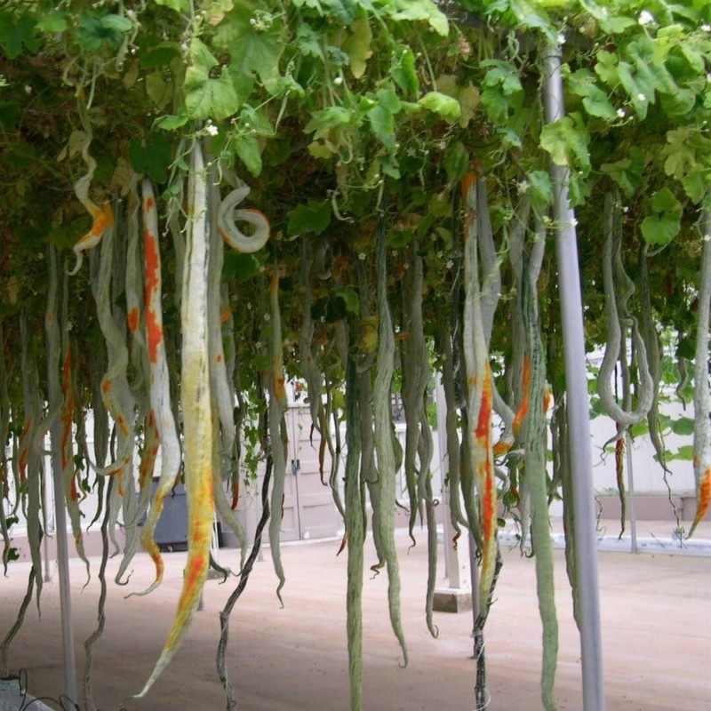 HẠT GIỐNG LẶC LÈ SIÊU DÀI F1