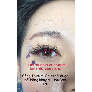 Mi hoa sơn trà
