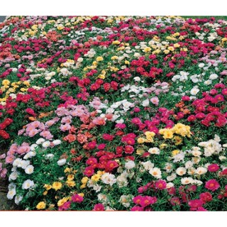 Hạt giống hoa mười giờ nhiều màu - hoa10h