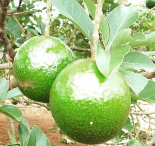1 Kg Bơ Booth 7 Đắc Lắc