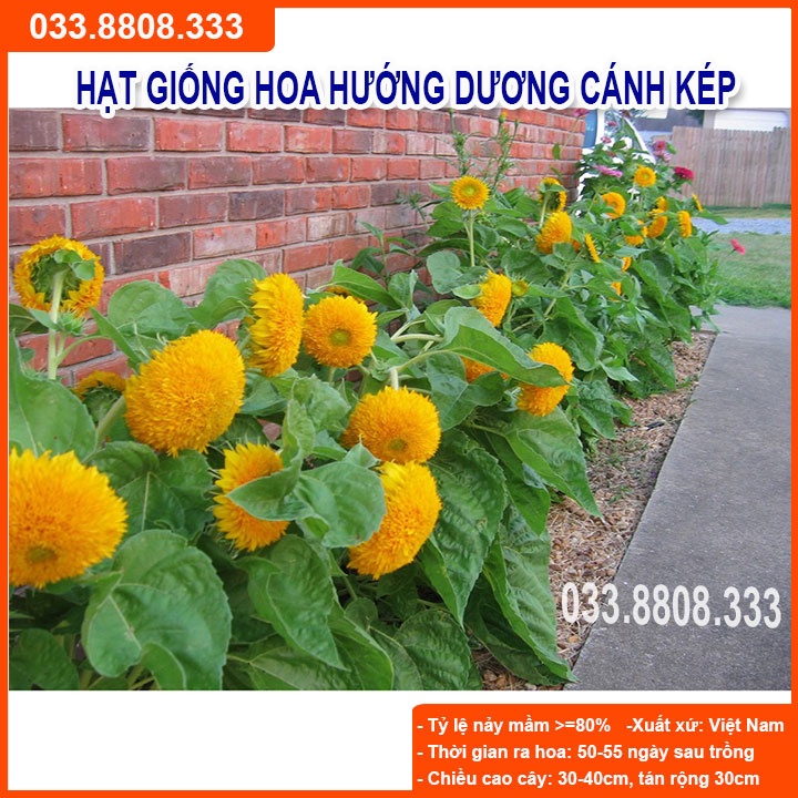 Hạt Giống Hoa Hướng Dương Vàng Cánh Kép  -Tỷ Lệ Nảy Mầm Cao