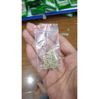 Hạt giống Mè Hàn Quốc - 0.5gram ~ 100 Hạt