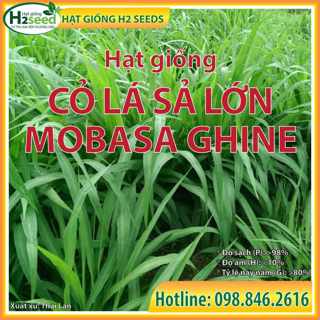 Hạt giống cỏ xả lá lớn mombasa ghine (500g) - giống cỏ siêu dinh dưỡng, năng suất cao, dễ trồng cho bò, thỏ, dê, cá