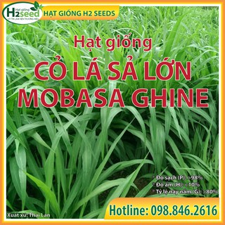 Hạt Giống Cỏ Sả Lá Lớn Mobasa Ghine - Gói 200g - Cỏ Siêu Dinh Dưỡng Cho Bò, Dê, Cừu, Thỏ...