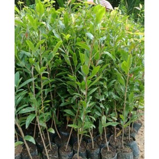 2 cây giống thanh mai (mai trắng xanh)