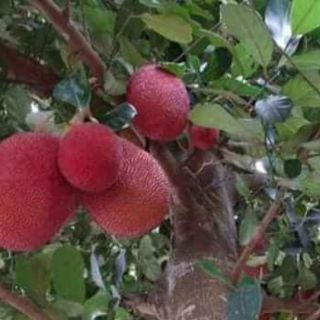 CÂY MÍT ĐỎ chuẩn giống
