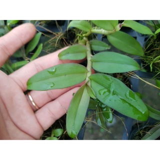 [Siêu Sale] phi điệp mắt đỏ hòa bình