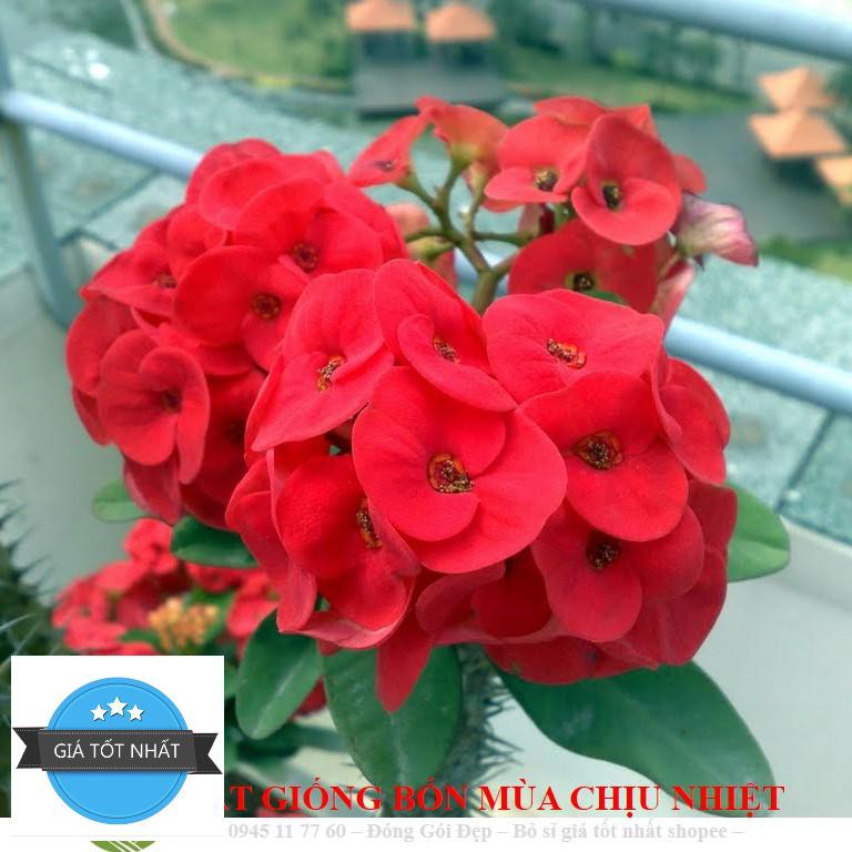 Xương rồng bát tiên 20 hạt ĐẾN MÙA TRỒNG TẾT