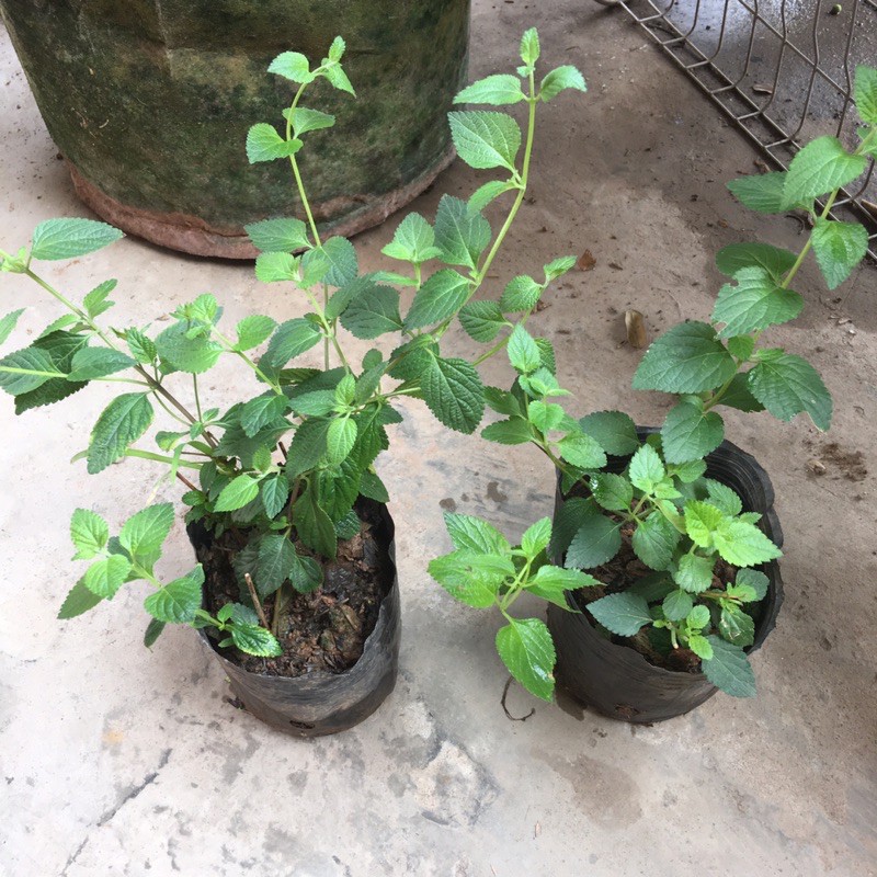 Ngũ sắc tím rủ