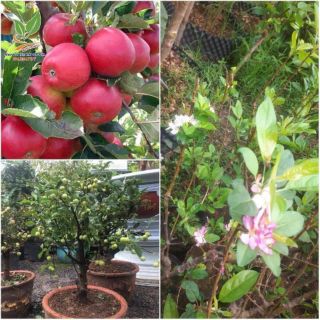 Táo đỏ  lùn F1  có hoa