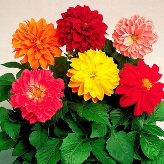 40 hạt giống hoa thược dược kép lùn mix màu