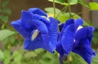 Hạt giống đậu biếc kép