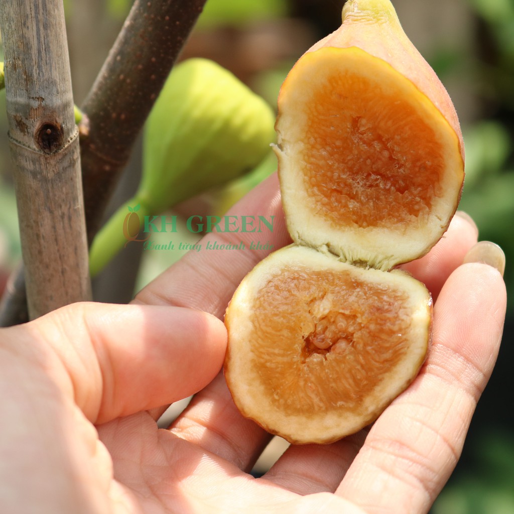 Cây giống sung Mỹ Peter Honey