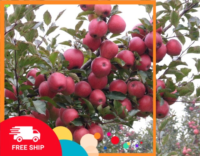 (SẢN PHẨM HÓT) Cây táo đỏ hÀN QUỐC, cây đẹp chuẩn giống