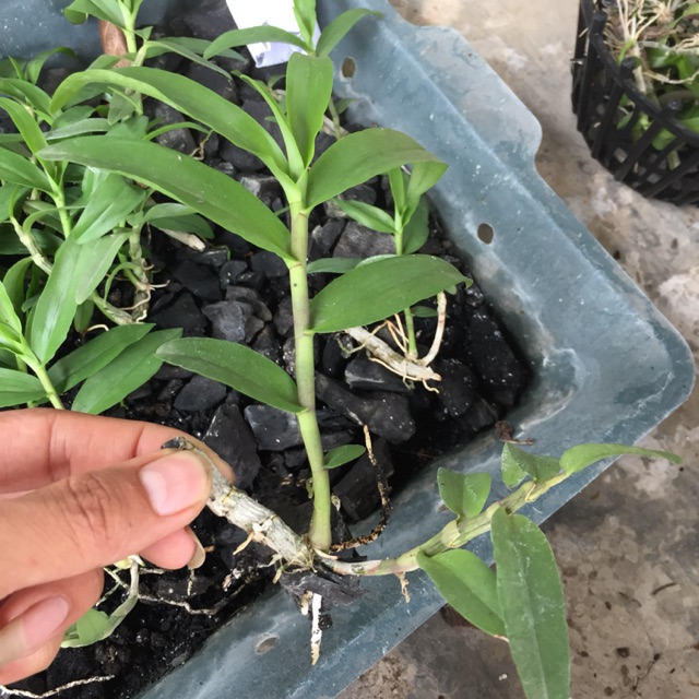 Hoa Lan phi điệp (kie năm 2)  tặng kèm phân dê