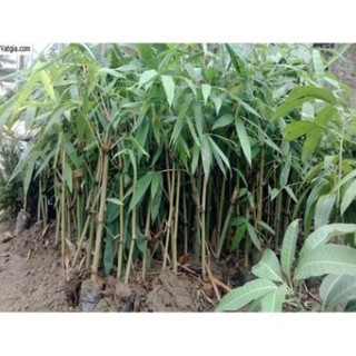 Cây giống măng tre bát độ