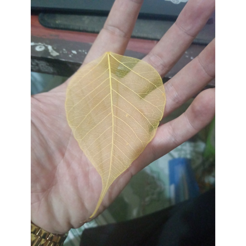 tổng kho -set 5 xương lá bồ đề vừa điện thoại | BigBuy360 - bigbuy360.vn