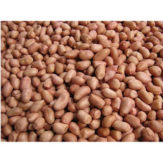 1kg đỗ lạc sống / đỗ lạc trắng