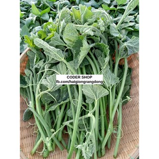 Hạt Giống Bí Siêu Ngọn Rạng Đông 20Gram