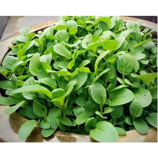 Hạt giống Cải Ăn Non gói 20gr